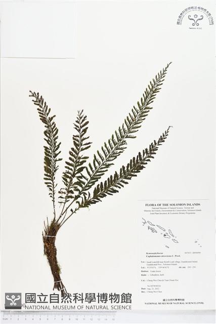 登錄號:BP00090藏品圖，第1張