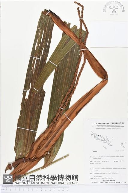 登錄號:BS04090藏品圖，第1張