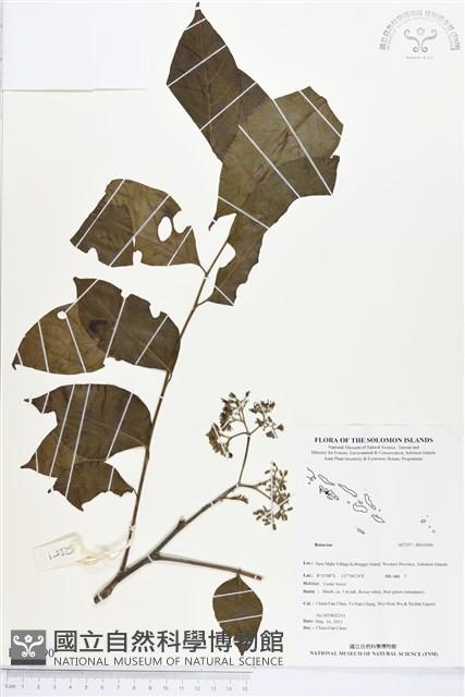 Accession Number:BS03090 Collection Image