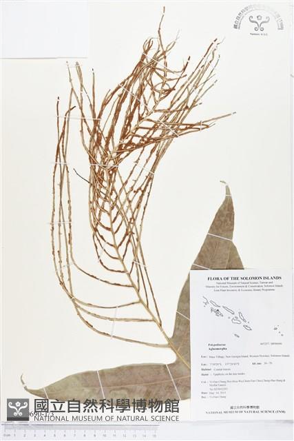 登錄號:BP00690藏品圖，第1張