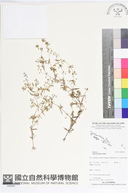 定經草、珠仔草藏品圖，第1張