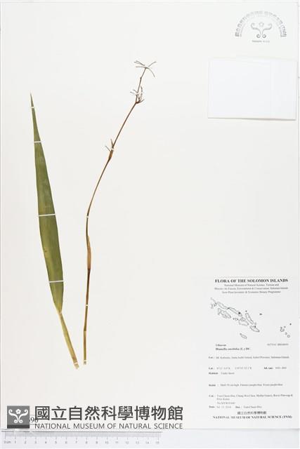 桔梗蘭藏品圖，第1張