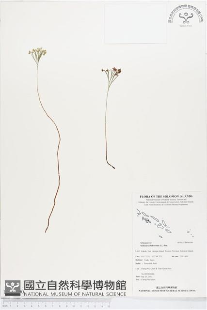 分枝莎草蕨藏品圖，第1張