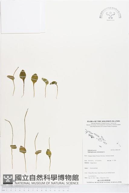 網脈瓶爾小草藏品圖，第1張