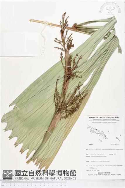 登錄號:BS05190藏品圖，第1張