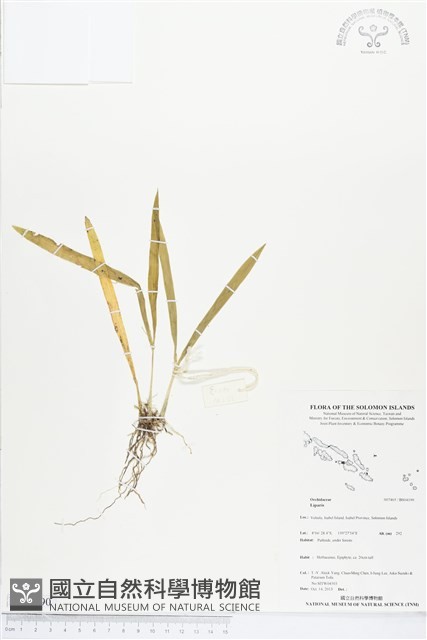 登錄號:BS04190藏品圖，第1張