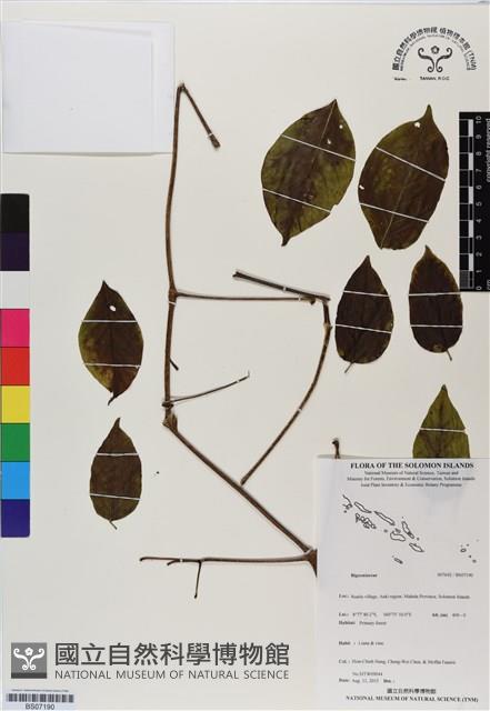 登錄號:BS07190藏品圖，第1張