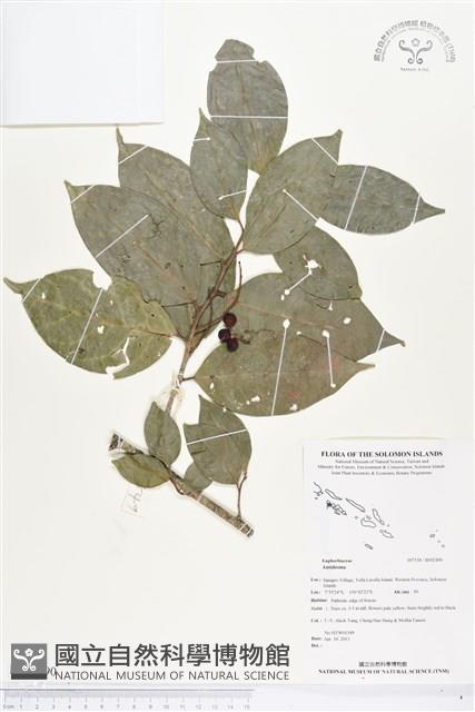 登錄號:BS02490藏品圖，第1張