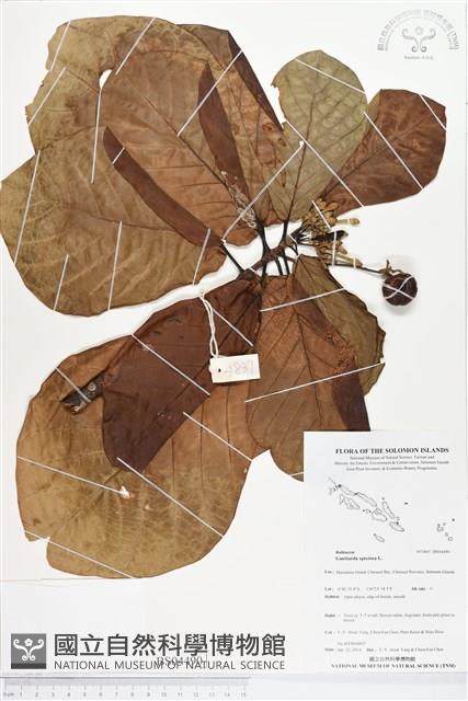 葛塔德木、欖仁舅藏品圖，第1張