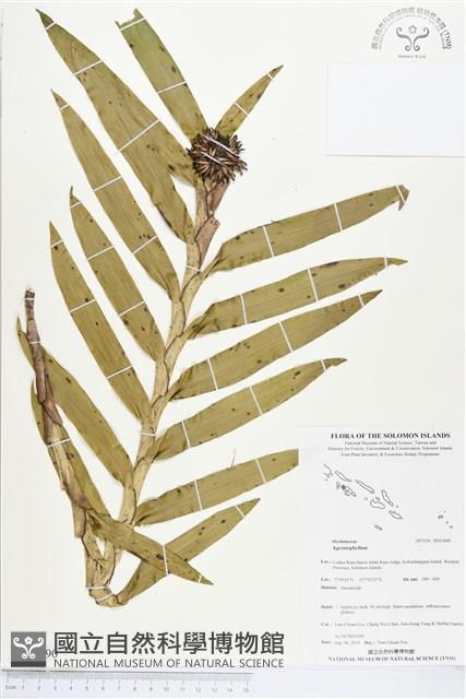 登錄號:BS03490藏品圖，第1張