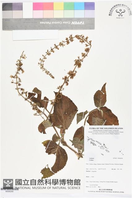 登錄號:BS06290藏品圖，第1張