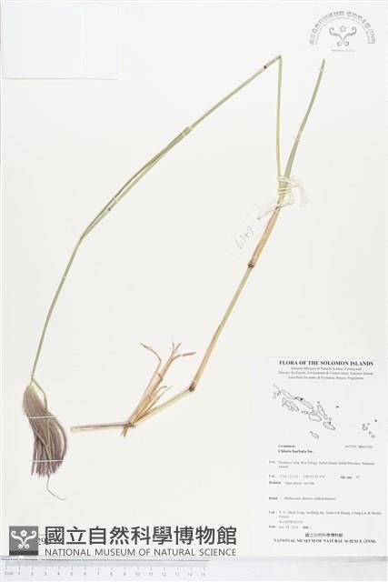 孟仁草藏品圖，第1張