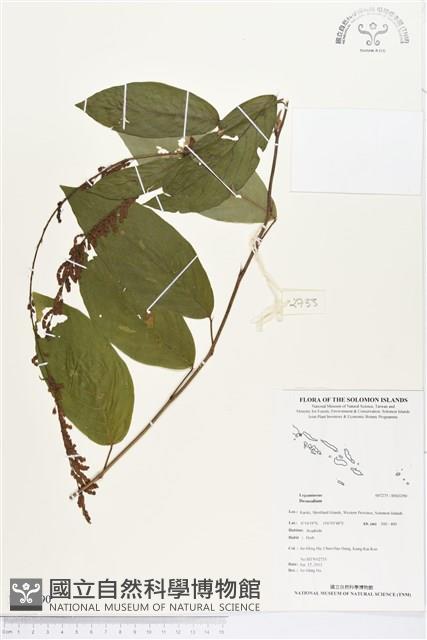 登錄號:BS03290藏品圖，第1張