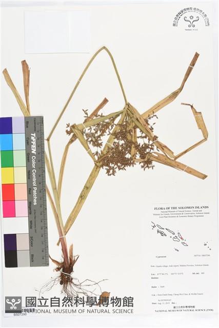 登錄號:BS07290藏品圖，第1張