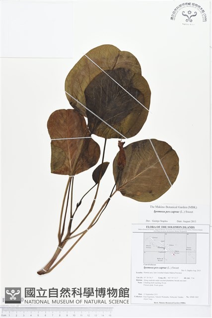 登錄號:BS01790藏品圖，第1張