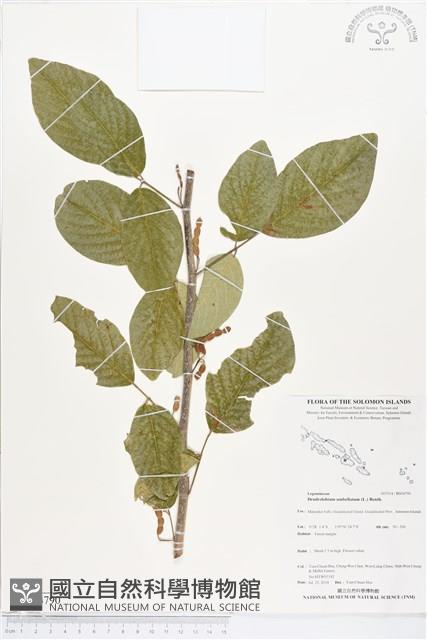 白木蘇花藏品圖，第1張