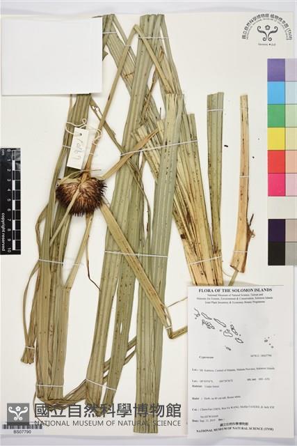 Accession Number:BS07790 Collection Image