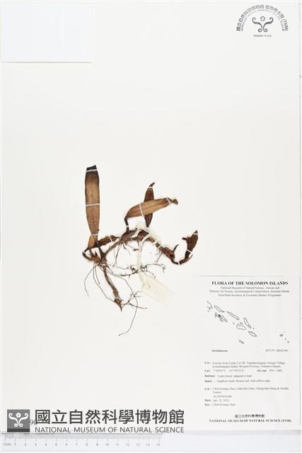 登錄號:BS02590藏品圖，第1張