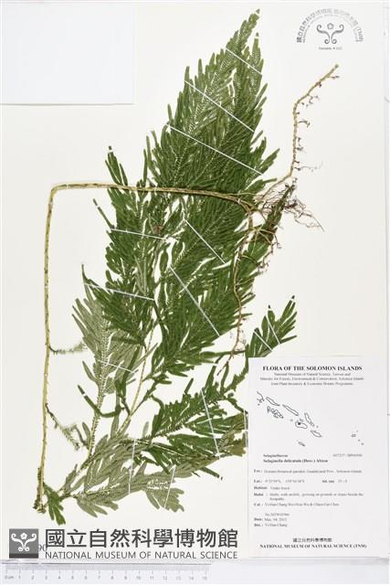 全緣卷柏藏品圖，第1張