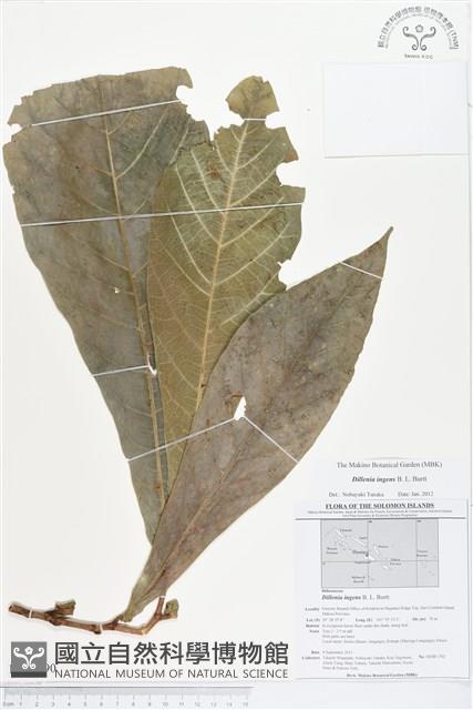 登錄號:BS01590藏品圖，第1張