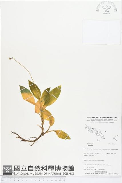 登錄號:BS04590藏品圖，第1張