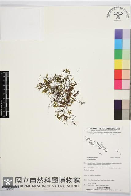 登錄號:BP03590藏品圖，第1張