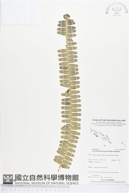 登錄號:BS03590藏品圖，第1張