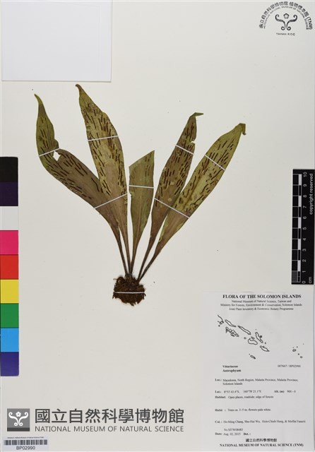 登錄號:BP02990藏品圖，第1張