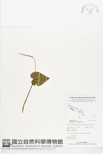 網脈瓶爾小草藏品圖，第1張