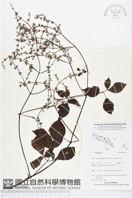 登錄號:BS03990藏品圖，第1張