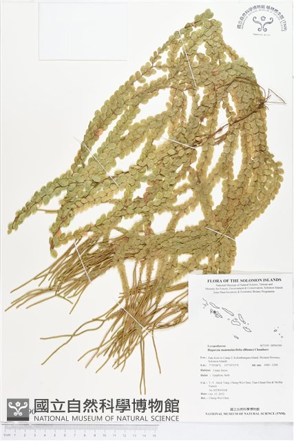 登錄號:BP00390藏品圖，第1張