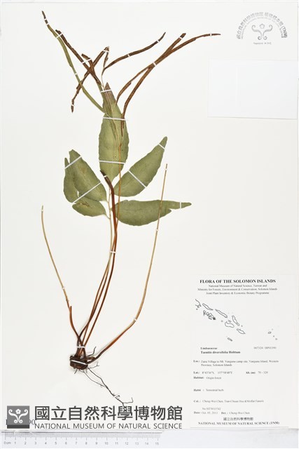 登錄號:BP01390藏品圖，第1張