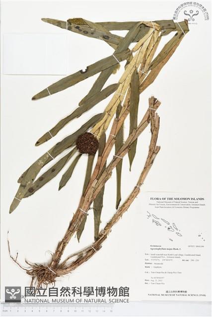 登錄號:BS01390藏品圖，第1張