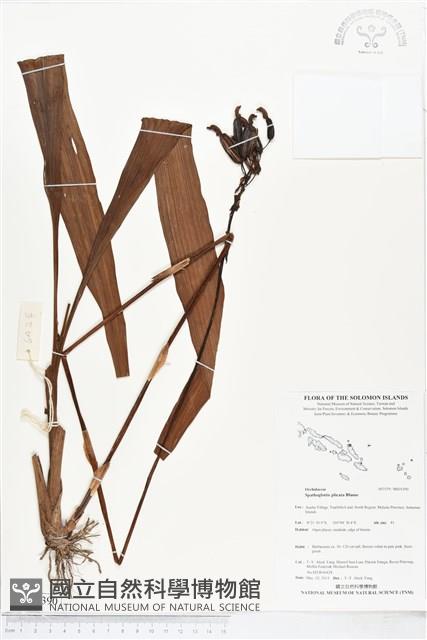 紫苞舌蘭、紫蘭藏品圖，第1張