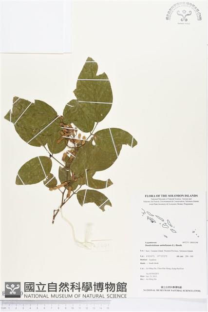 白木蘇花藏品圖，第1張