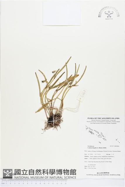 登錄號:BS02860藏品圖，第1張