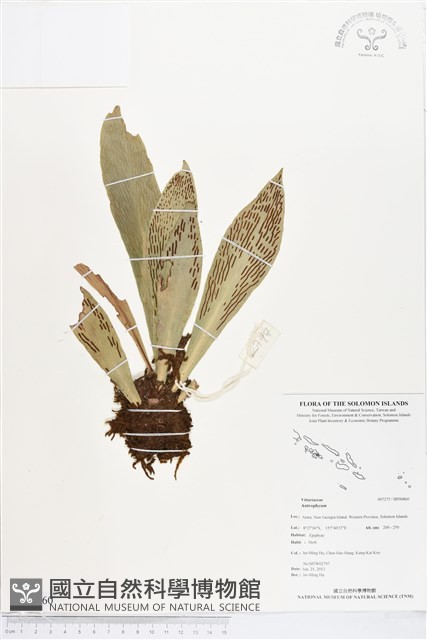 登錄號:BP00860藏品圖，第1張