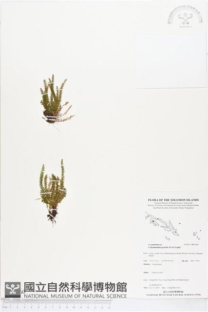 疏毛荷包蕨藏品圖，第1張