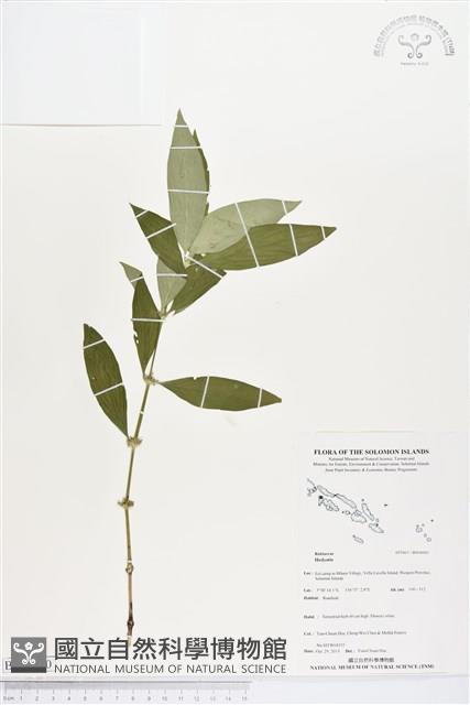 登錄號:BS04060藏品圖，第1張