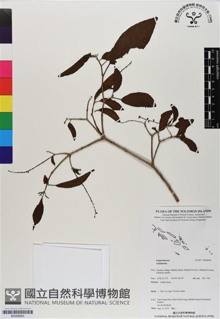 登錄號:BS06660藏品圖，第1張