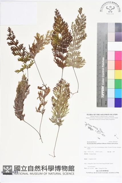 登錄號:BP02660藏品圖，第1張