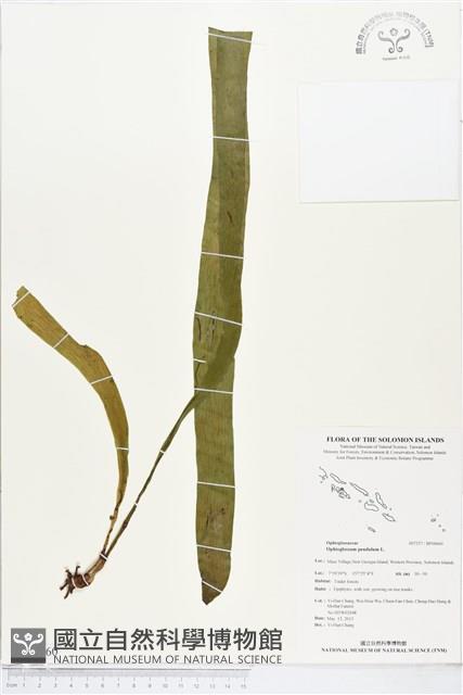 帶狀瓶爾小草藏品圖，第1張