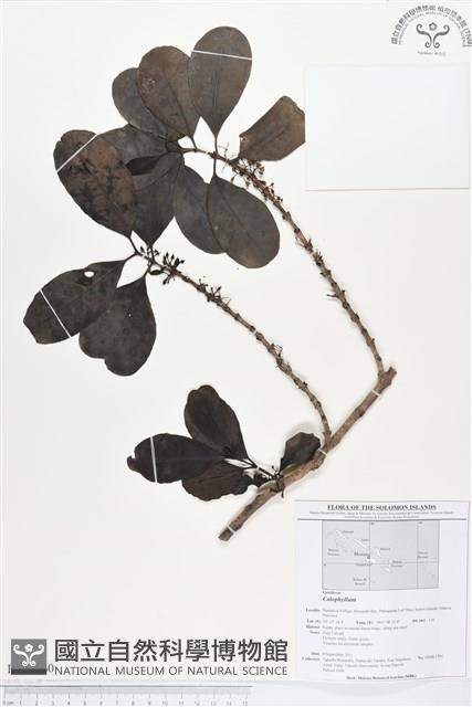 Accession Number:BS01660 Collection Image