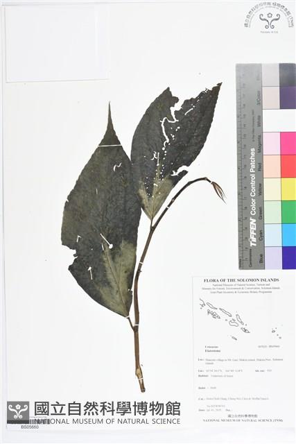 登錄號:BS05660藏品圖，第1張