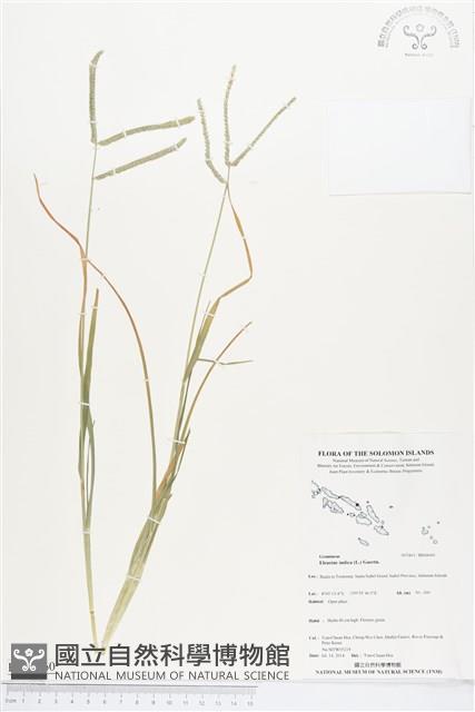 牛筋草藏品圖，第1張