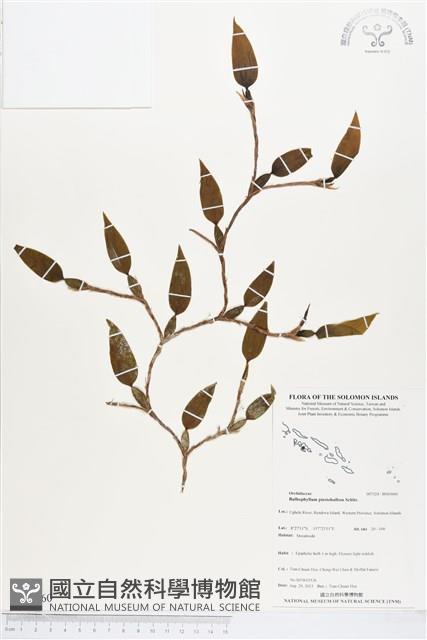 登錄號:BS03660藏品圖，第1張