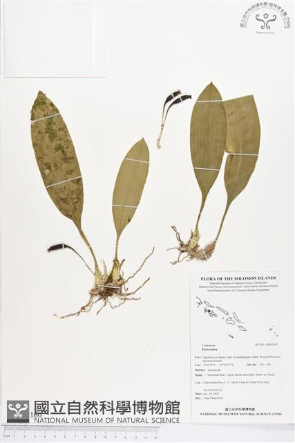 登錄號:BS02160藏品圖，第1張