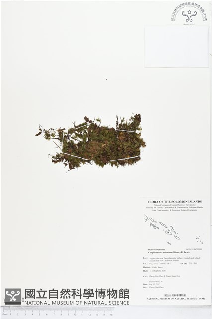 團扇蕨藏品圖，第1張