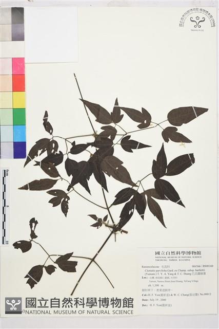 巴氏鐵線蓮藏品圖，第1張