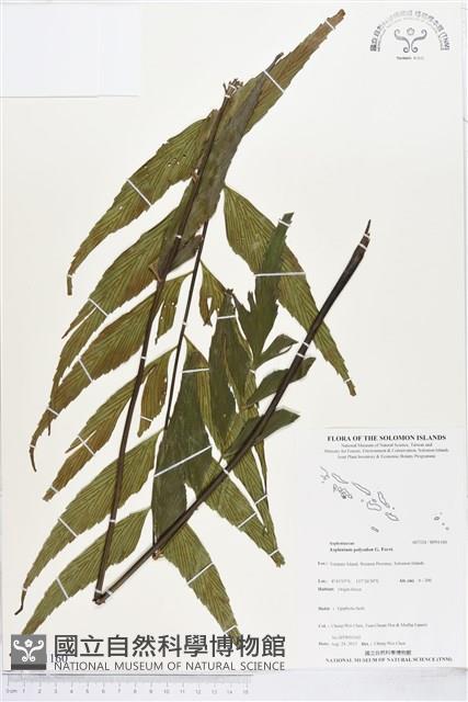 革葉鐵角蕨藏品圖，第1張